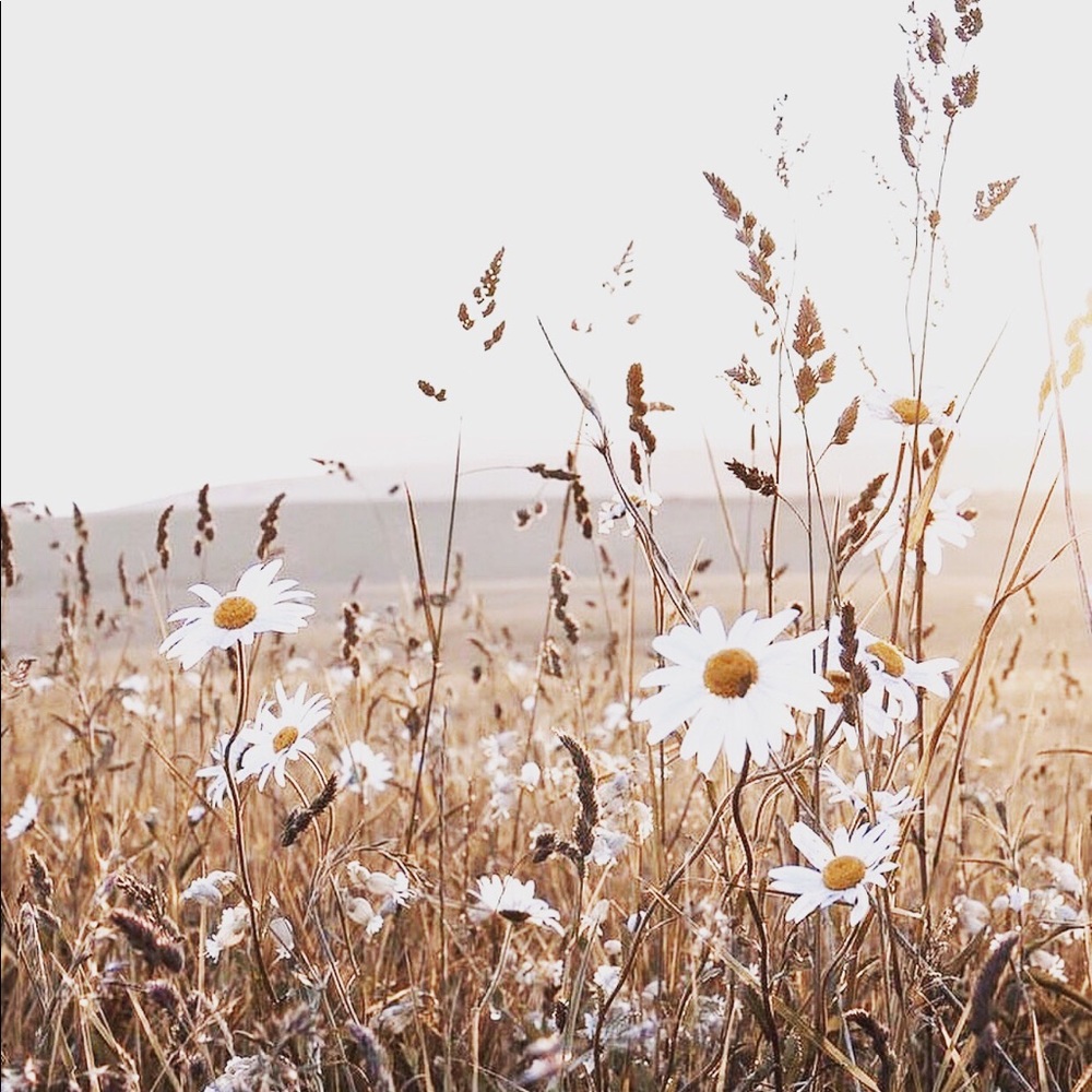 Meet your Posher, Dina